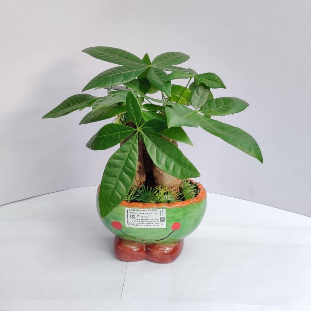 Pachira Money Plant Tree in a decorative pot