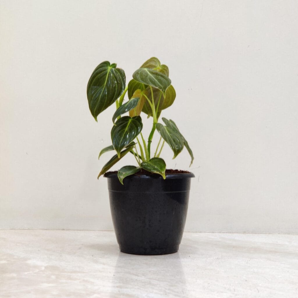 A lush Philodendron Micans plant in a black pot, featuring velvety, heart-shaped green leaves with a slight bronze hue