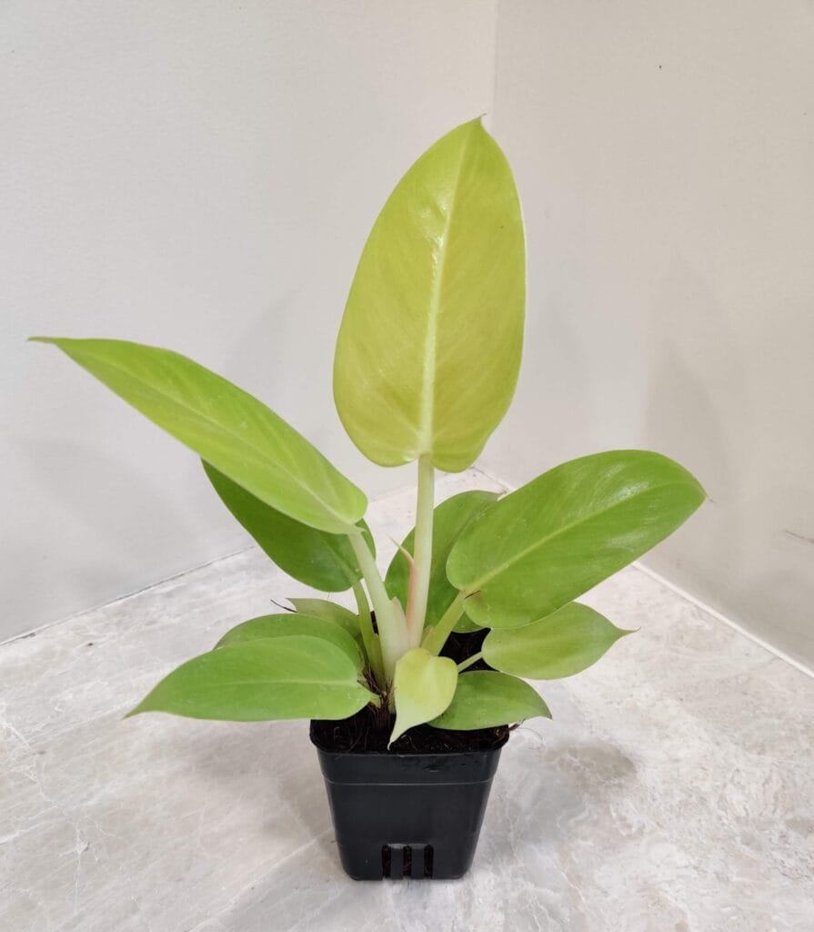 A healthy Philodendron Moonlight plant in a black pot, featuring bright lime-green leaves with a newly emerging yellow-green leaf