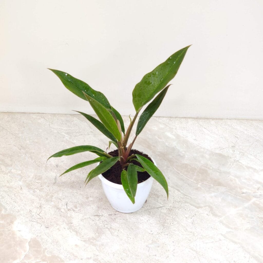 A vibrant Philodendron Narrow plant in a white pot, featuring long, slender green leaves with a glossy texture