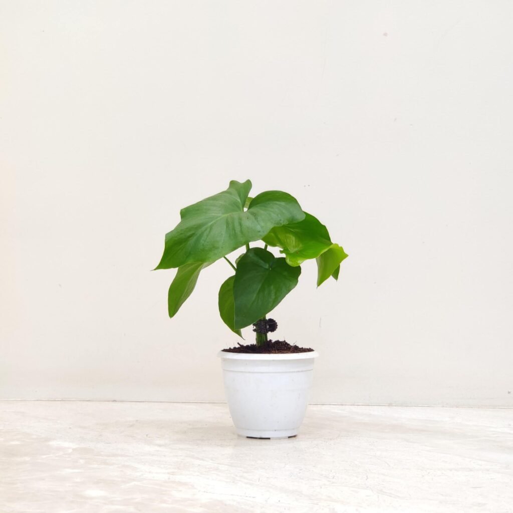 A lush Philodendron Selloum plant in a white pot, featuring deeply lobed green leaves
