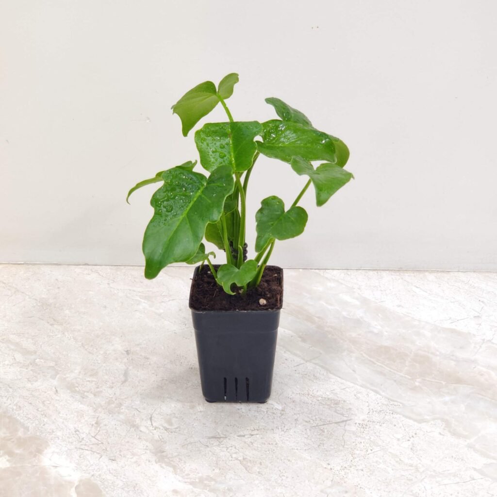 A vibrant Philodendron Xanadu plant in a black pot, featuring lush, deeply lobed green leaves with a fresh appearance