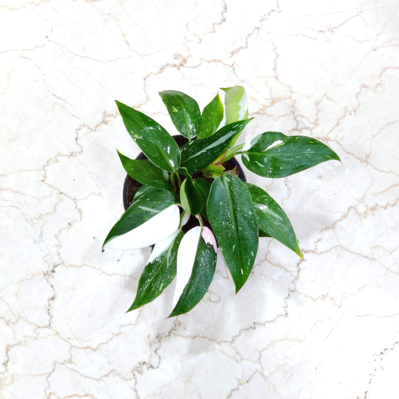 White Wizard Philodendron Care  Everything You Need to Know to Keep It  Healthy - sanjaynursery