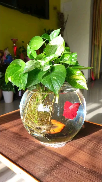 Pothos in a glass bowl with water and a swimming Betta fish