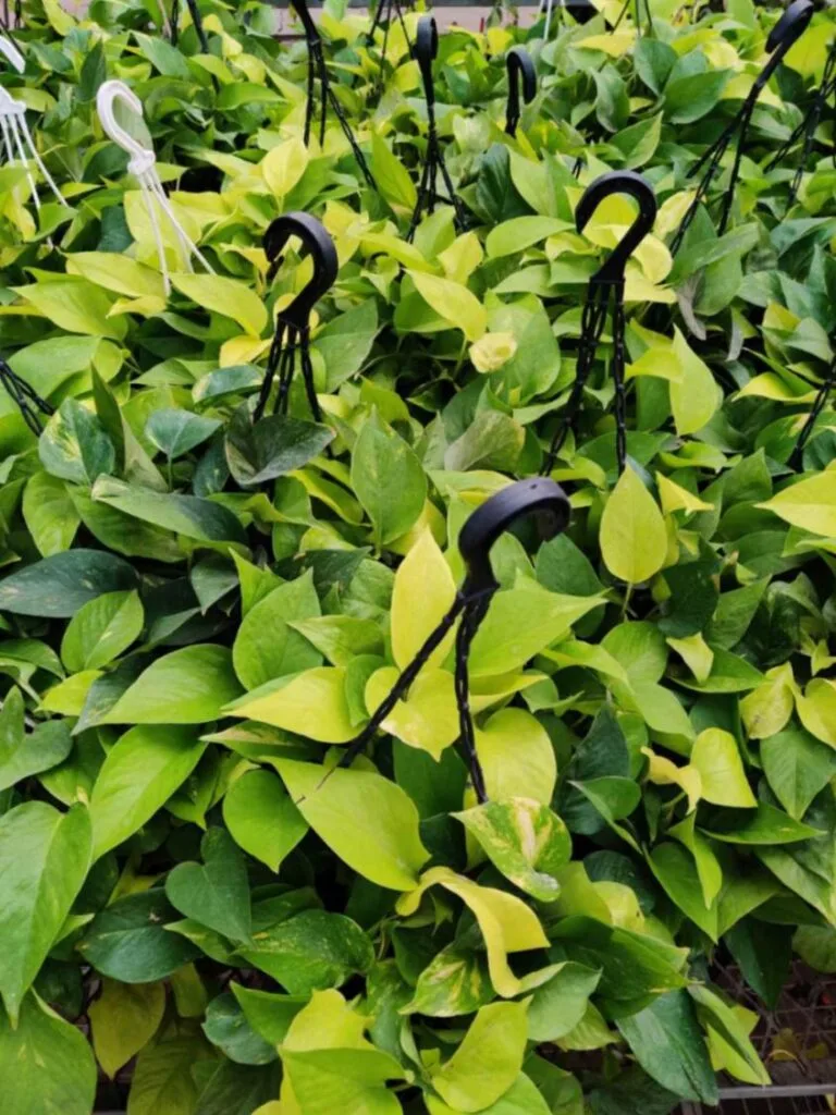 Hanging pothos plant with variegated leaves