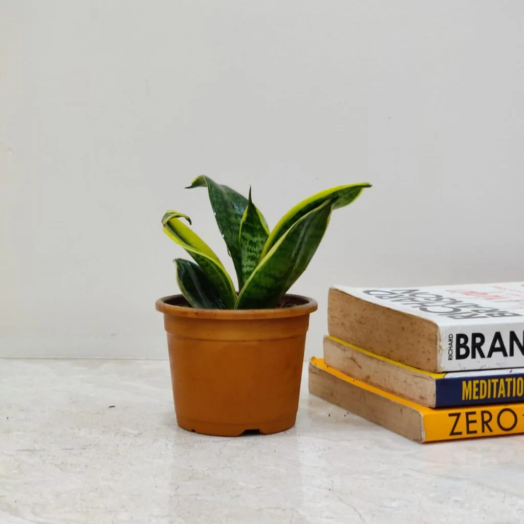 Sansevieria laurentii, also known as variegated snake plant, in a brown pot 