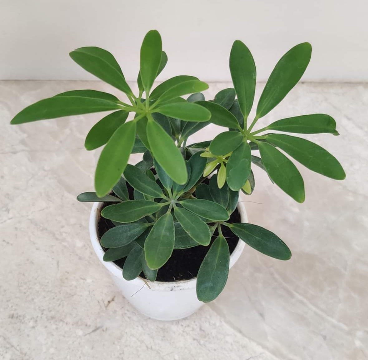 Schefflera (Umbrella Tree) Care: Everything You Need for a Thriving ...