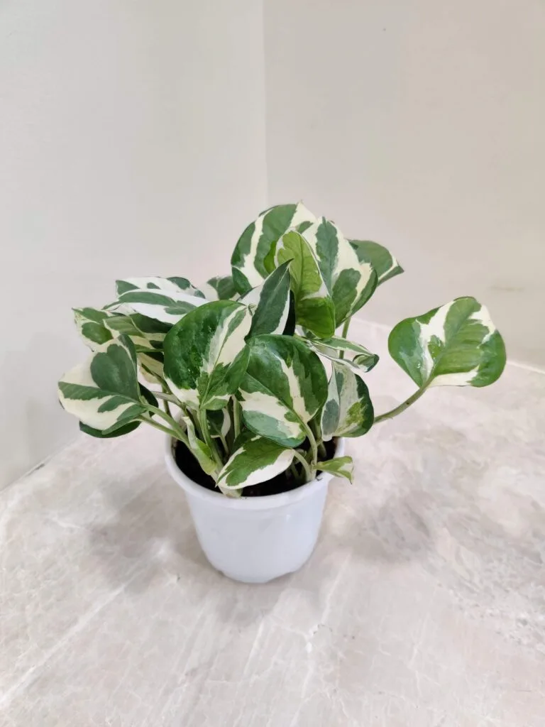 Pothos with velvety green leaves and silver markings