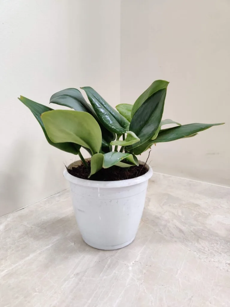 A Scindapsus Treubii 'Moonlight' plant in a white pot