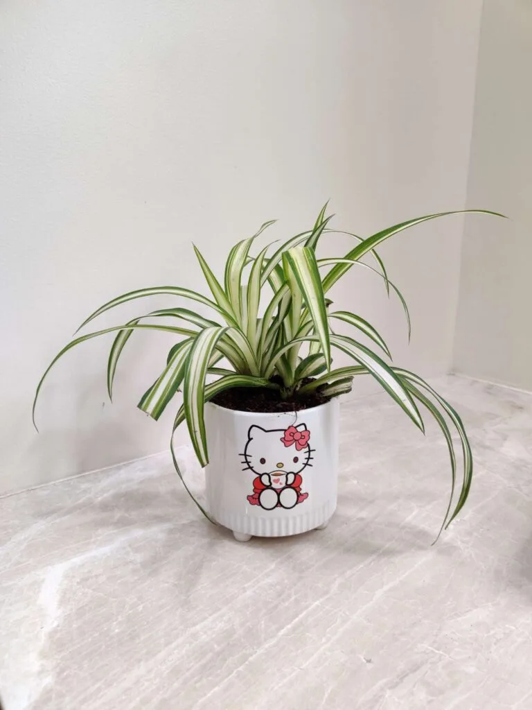 Spider Plant in a Hello Kitty ceramic pot