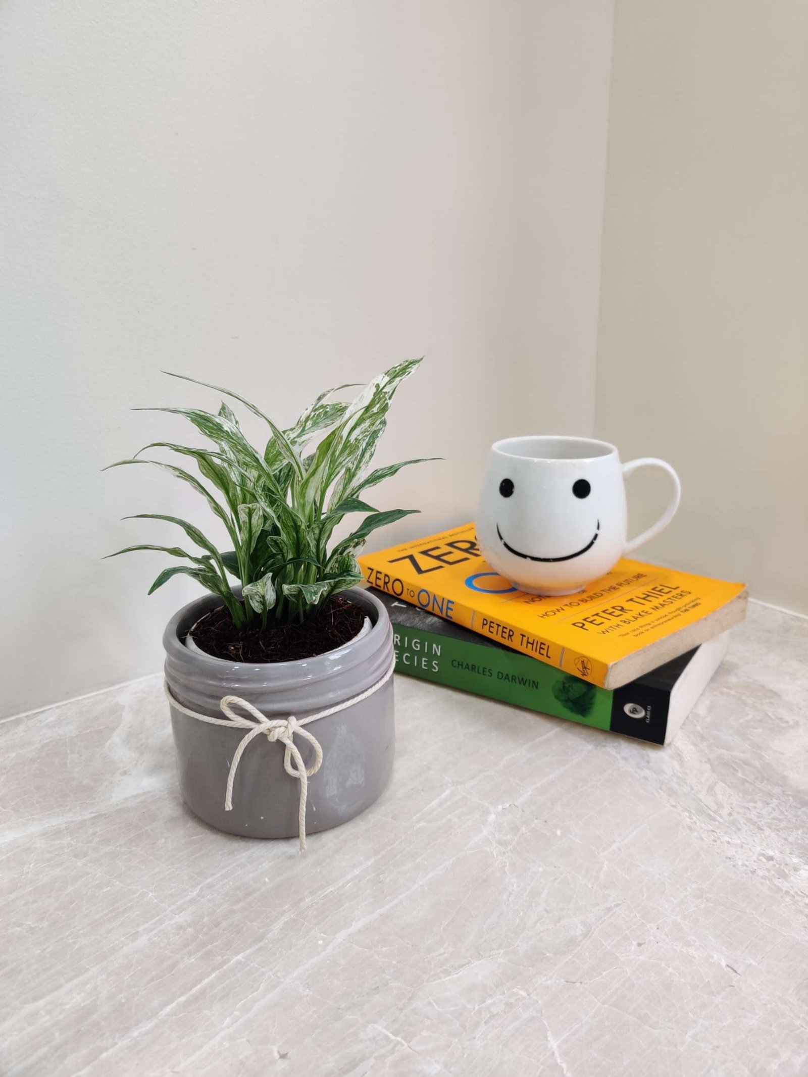 Variegated Peace Lily (Spathiphyllum) with lush, patterned leaves placed on a tabletop