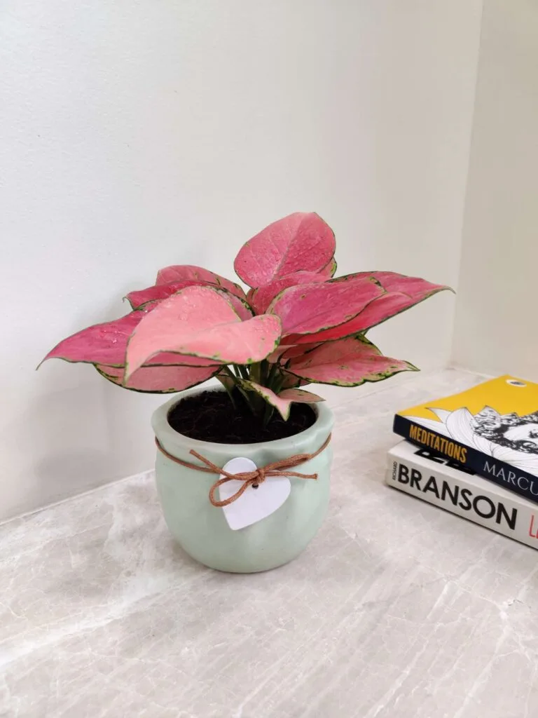 Aglaonema Diamond Red plant with vibrant pink and green leaves in a light green modern ceramic pot