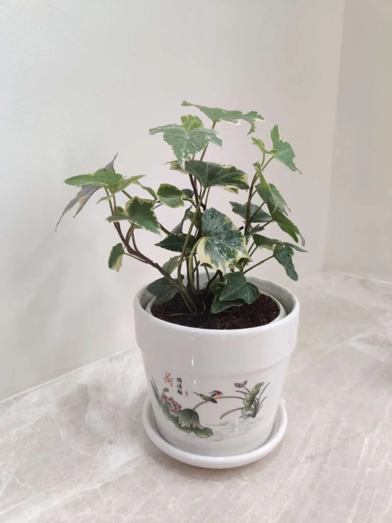 English Ivy plant with variegated green and white leaves in a white shiny ceramic pot with a bird and floral design