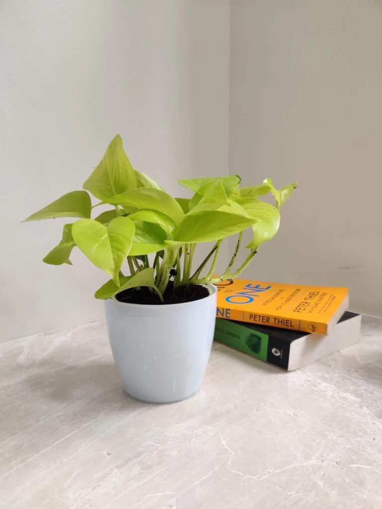 Golden Money Plant with bright yellow-green leaves in a white plastic pot