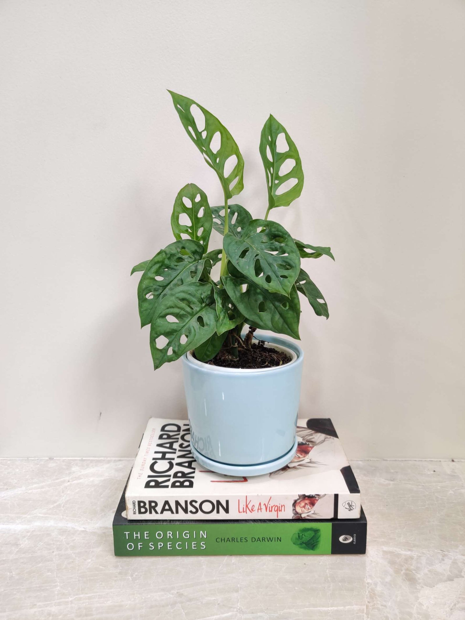 Monstera plant with perforated leaves in a light blue shiny ceramic pot