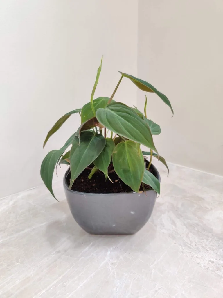 Red Oxycardium plant with heart-shaped, dark green leaves and reddish undersides in a gray square ceramic pot