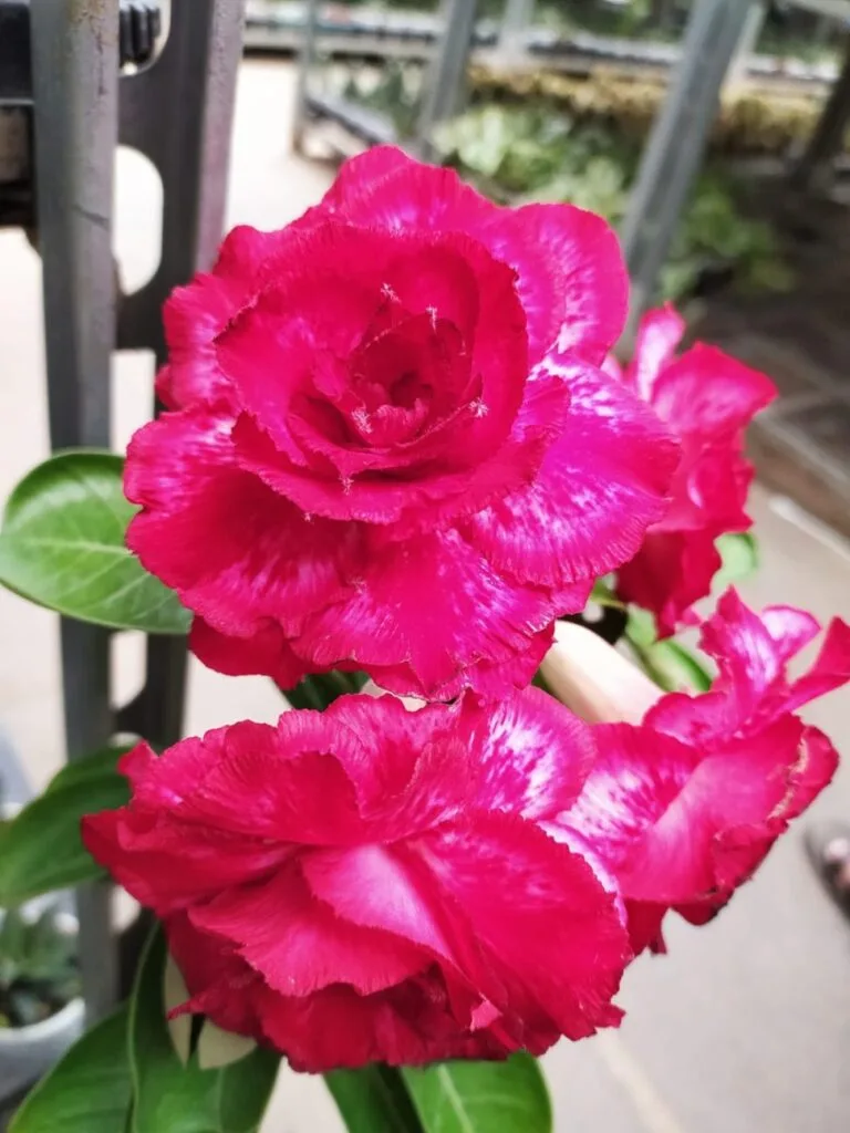 Red double flower Adenium.