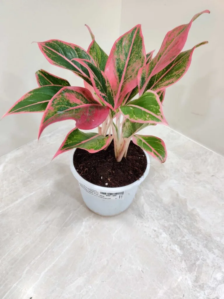 A potted Aglaonema Lipstick Pink plant with striking pink and green leaves, displayed in a white pot