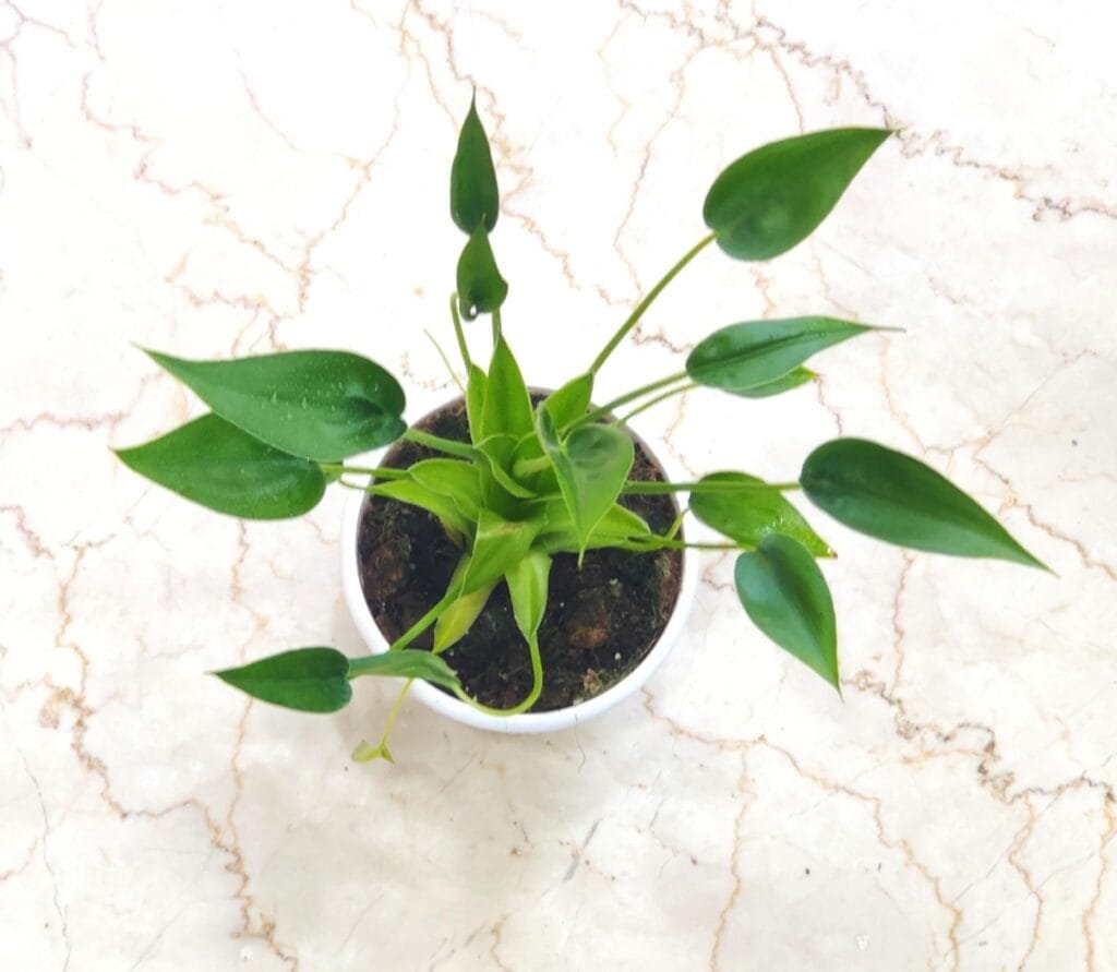 Alocasia Dancing Girl indoor plant with delicate curved stems and glossy green leaves