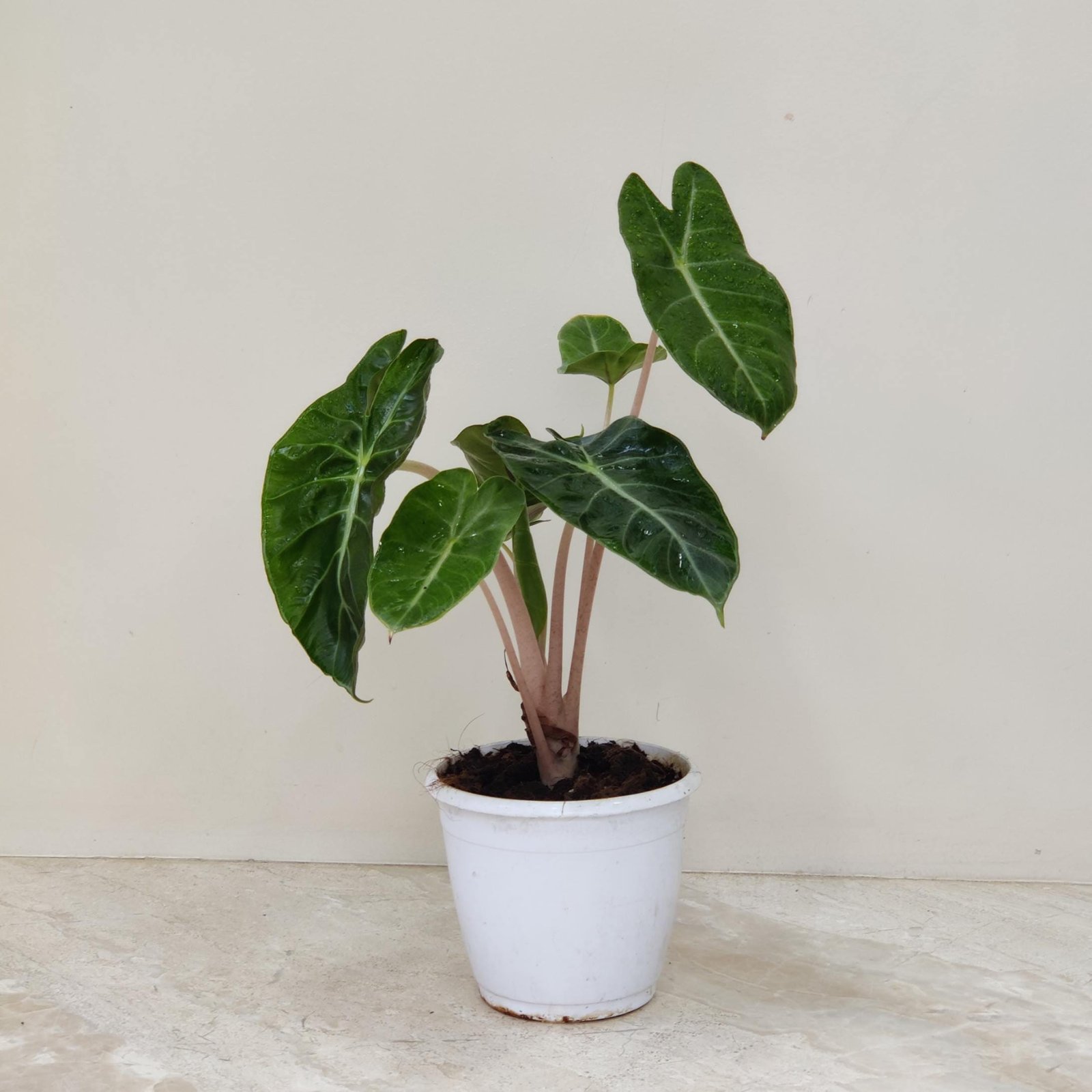 Alocasia Pink Dragon plant with unique textured leaves and subtle pink hues