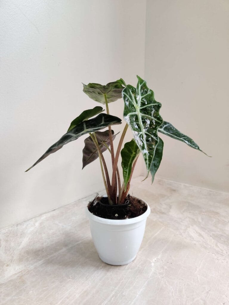 Alocasia Polly plant with dark green arrow-shaped leaves in a white ceramic pot placed on a marble surface indoors