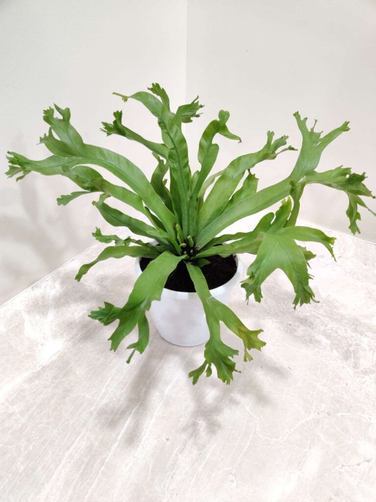 Asplenium Antiquum ‘Crissie