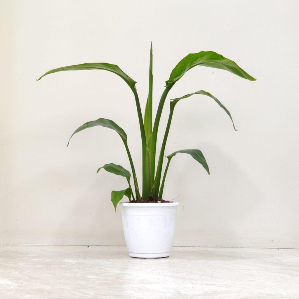 Young Bird of Paradise plant with broad dark green leaves in a white pot placed on a marble floor