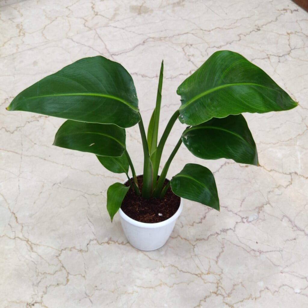 Tall indoor Bird of Paradise plant in a white plastic pot against a minimal wall background