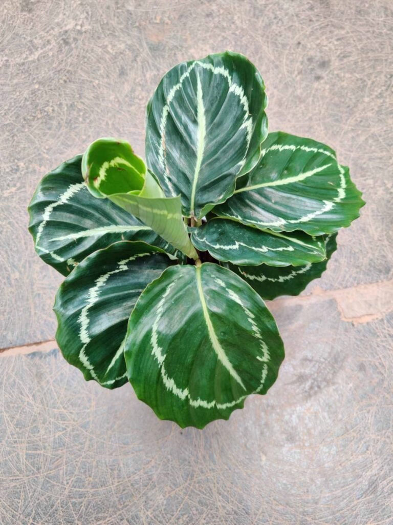 Overhead view of a Calathea Green Lipstick plant with rounded, dark green leaves featuring bold, white stripes