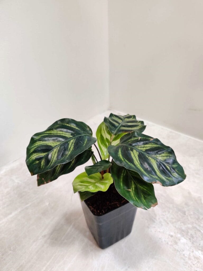 A vibrant Calathea Makoyana plant in a black square pot, showcasing its distinctive oval leaves with light green and dark green patterns