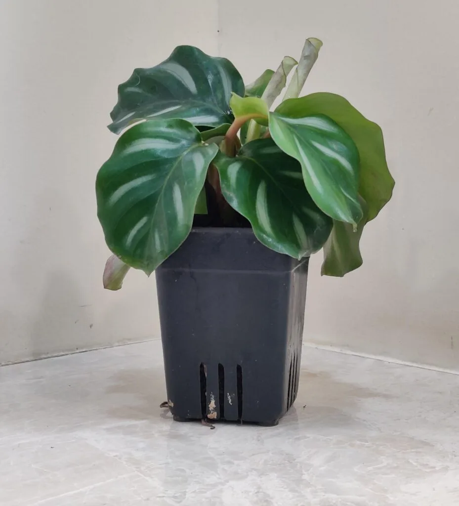A Calathea Orbifolia plant with broad, rounded leaves in shades of green and silver, showing a subtle white pattern, potted in a black plastic pot