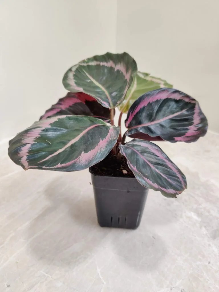 A potted Calathea Renwine plant with dark green leaves featuring pink and light green patterns