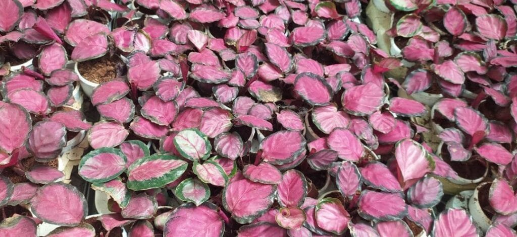 A close-up shot of numerous Calathea Roseopicta Crimson plants in white pots, showcasing their distinctive pink and green patterned leaves
