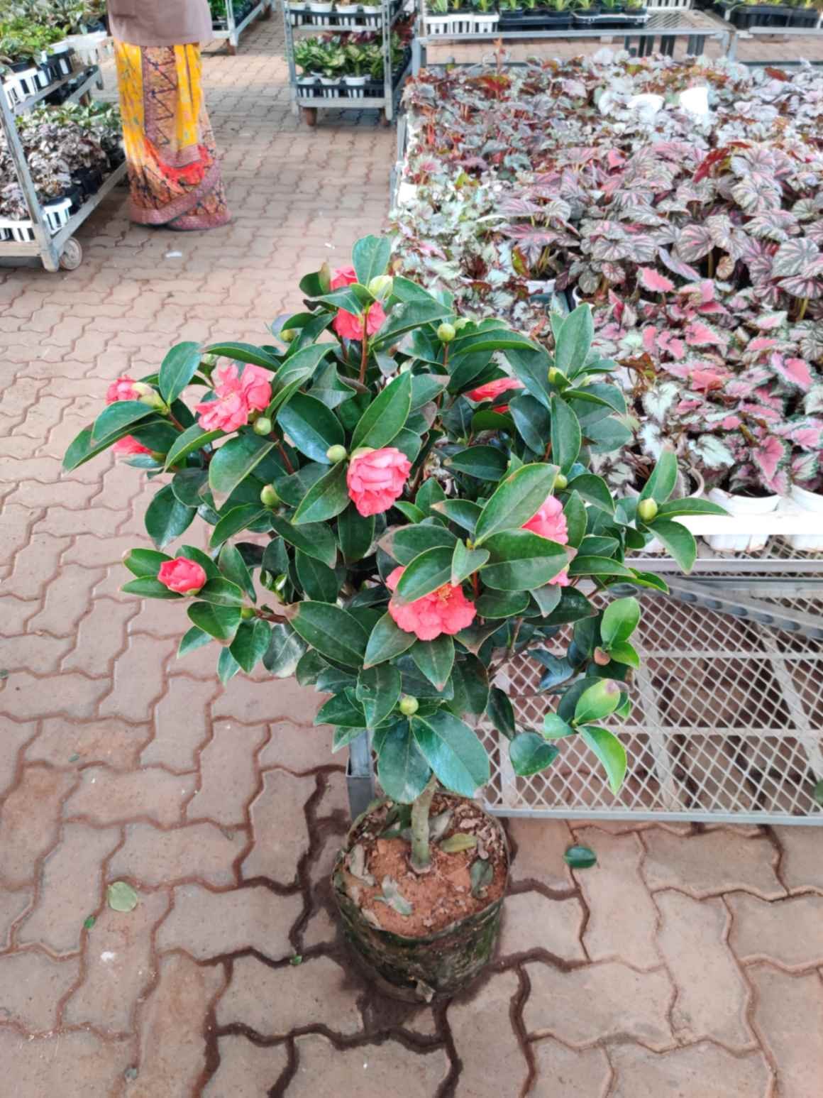 How to Grow and Care for Camellias : Gardening Tips, Cultural Significance,  and Skincare Benefits - sanjaynursery