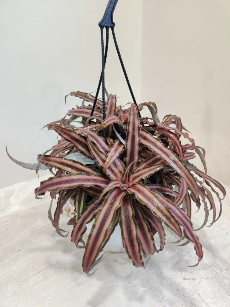 Cryptanthus Bivittatus Chocolate Hanging