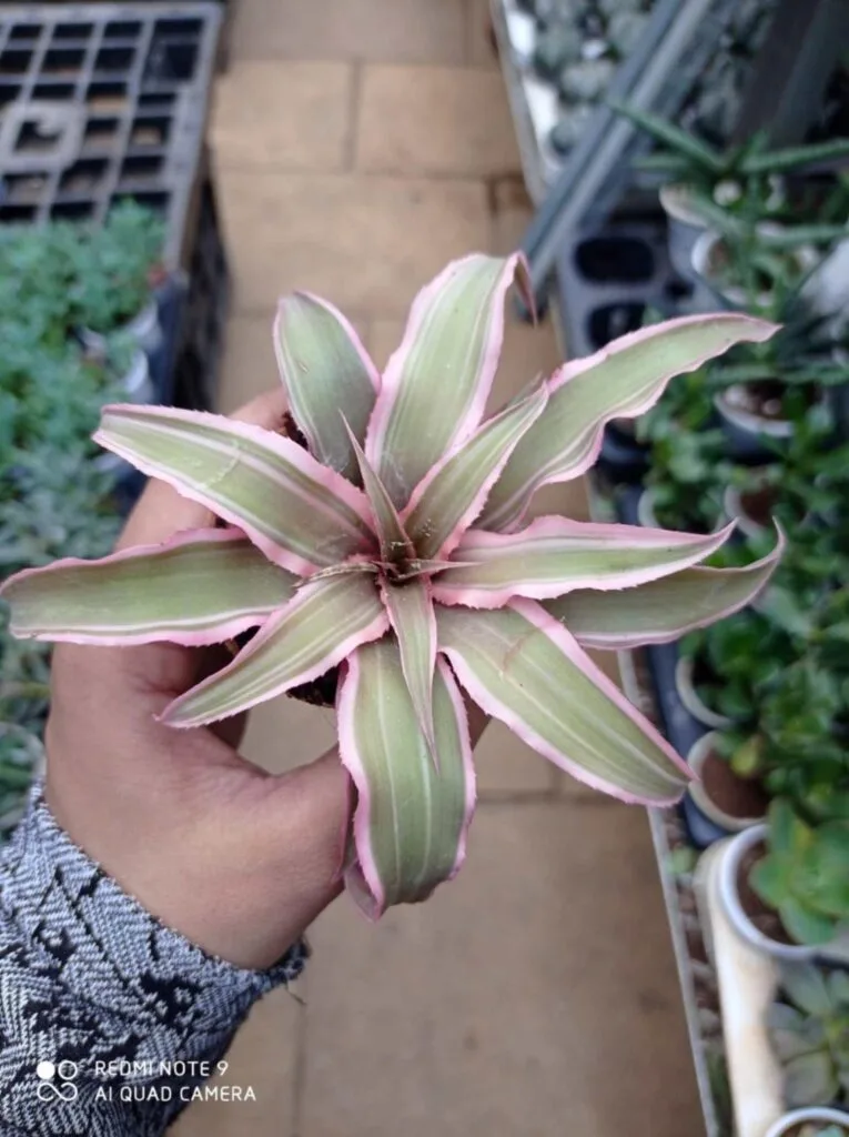 Cryptanthus Pink Earth Star Bromeliad with striking pink-edged, variegated green leaves, held in hand with a background of potted plants in a nursery setting.