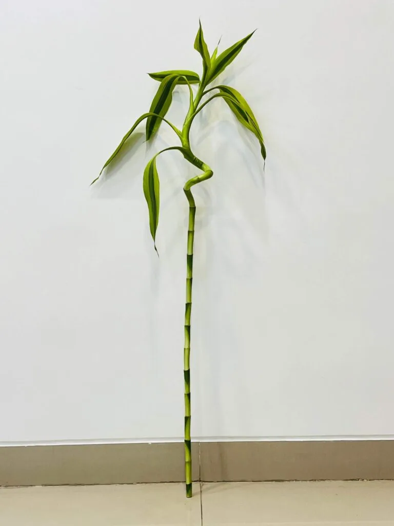 Golden Dancing Stick Lucky Bamboo with a spiral stem and variegated leaves
