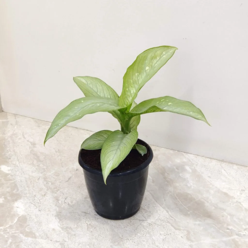 Dieffenbachia plant with milky silver leaves in a small black pot, placed on a light marble surface