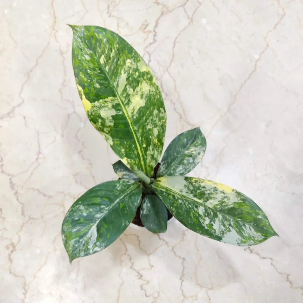Dieffenbachia variegated plant with large, marble-patterned leaves of green, yellow, and white