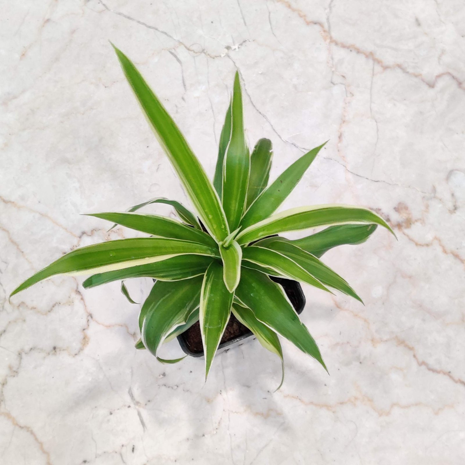Dracaena 'Lemon Lime' Plant Care: Tips for Growing a Thriving Indoor  Houseplant - sanjaynursery