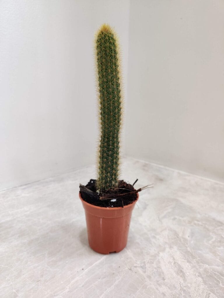 A full shot of an Echinocereus rayonesensis cactus in a brown plastic pot, showing its tall