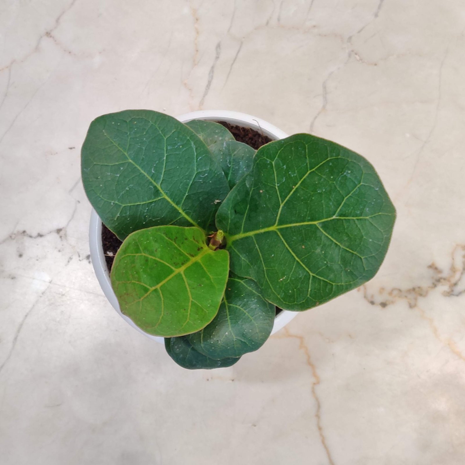 Best Big Leaf Indoor Plants to Transform Your Home into a Green Oasis