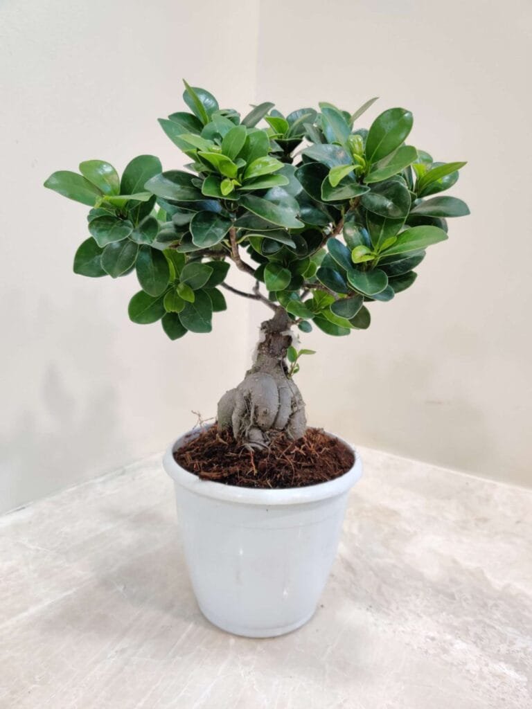 Ginseng Ficus Bonsai in white ceramic pot – ideal indoor houseplant with potbelly trunk and glossy green leaves