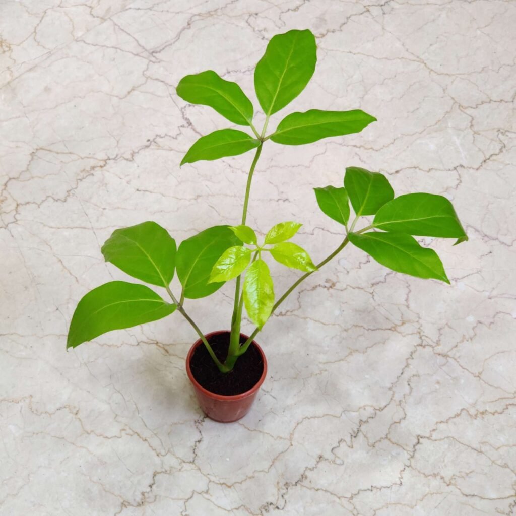 Golden Brassia plant for indoor décor in India