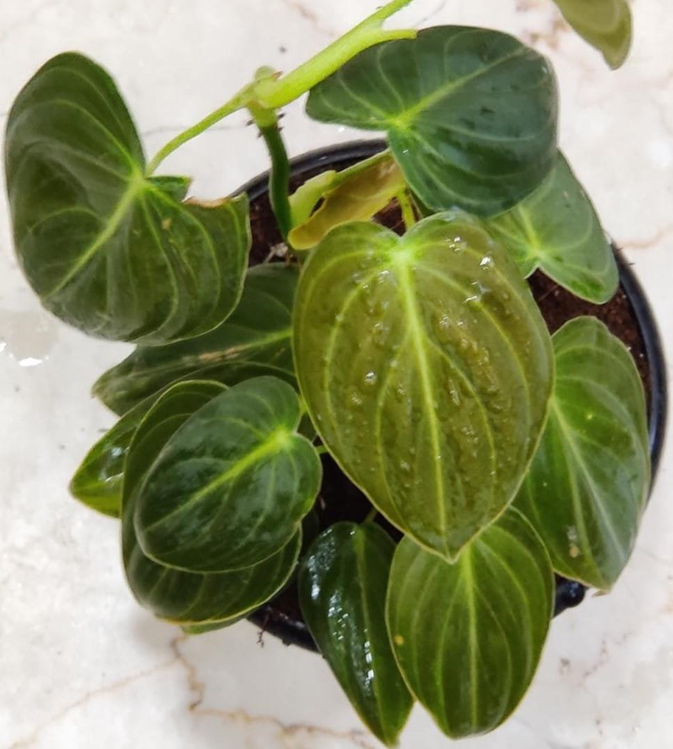 Close-up of Philodendron Micans plant showing its characteristic heart-shaped, velvety foliage