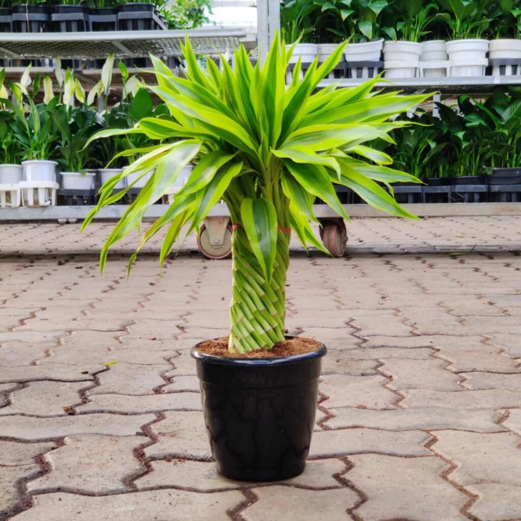 Indoor Dracaena Massangeana with a braided stem, in a black pot