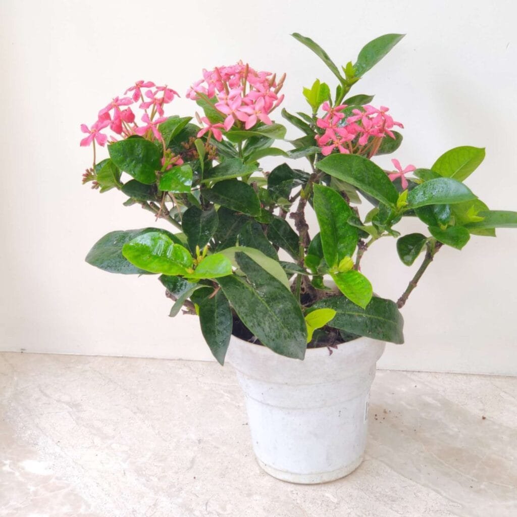 Indoor pink Ixora plant with vibrant flowers in a white pot