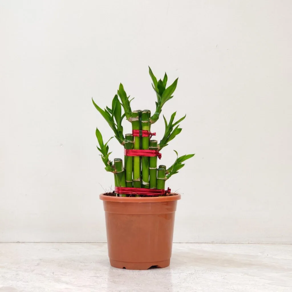 Dracaena sanderiana, commonly known as Lucky Bamboo