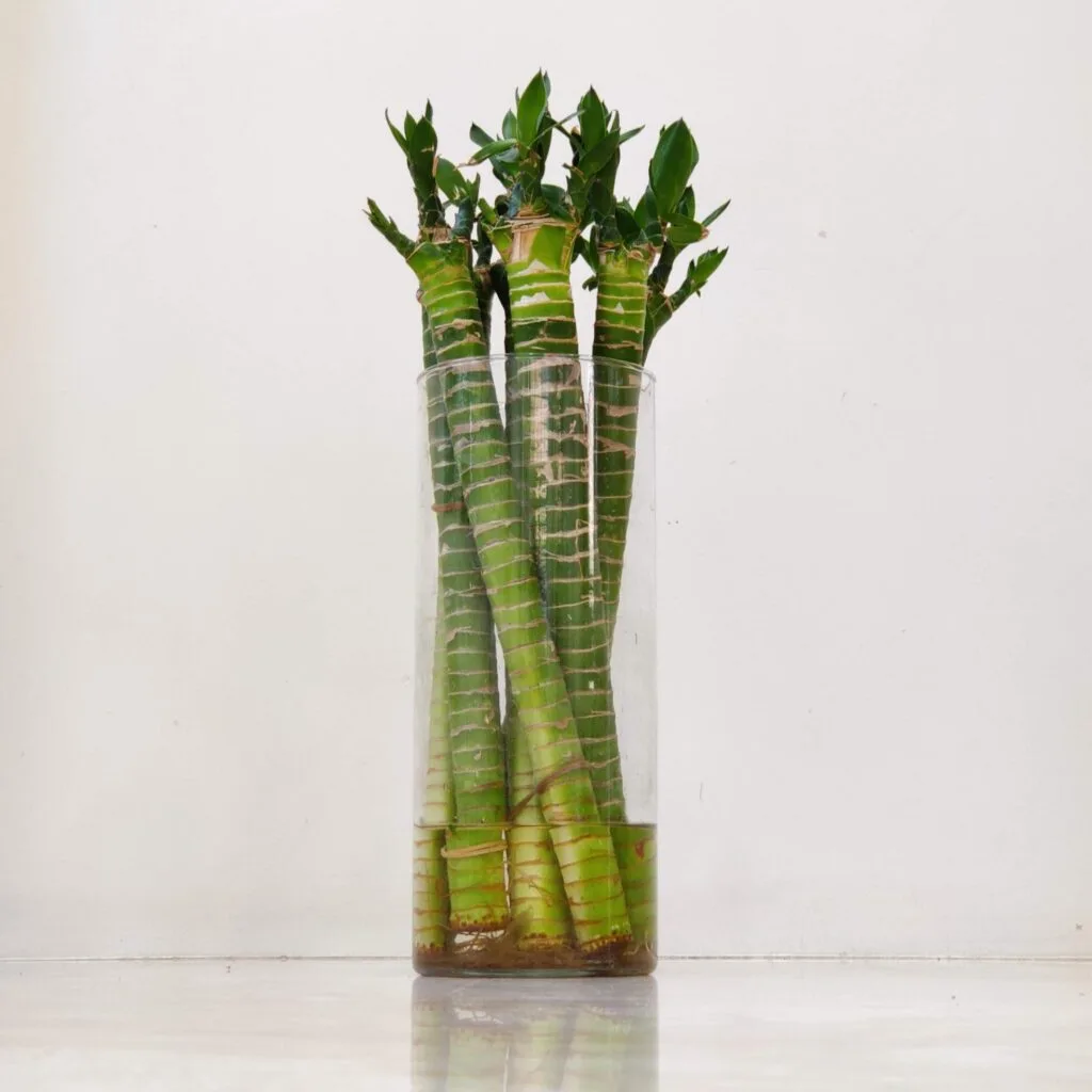 Lucky bamboo in a glass vase