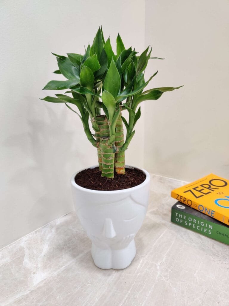 Lucky Bamboo plant in a white face-shaped ceramic pot placed on a marble table with books in the background.